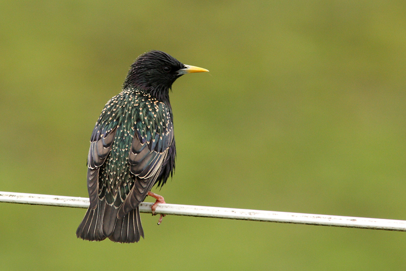Common Starling - Stare