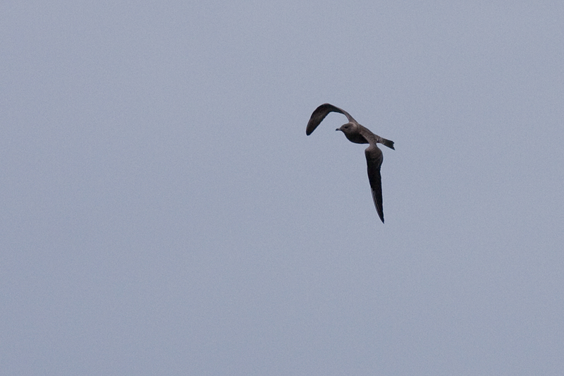 Long-tailed Jaeger - Fjllabb