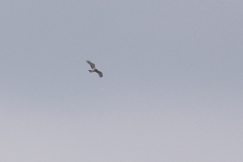 Short-toed Eagle - Ormrn