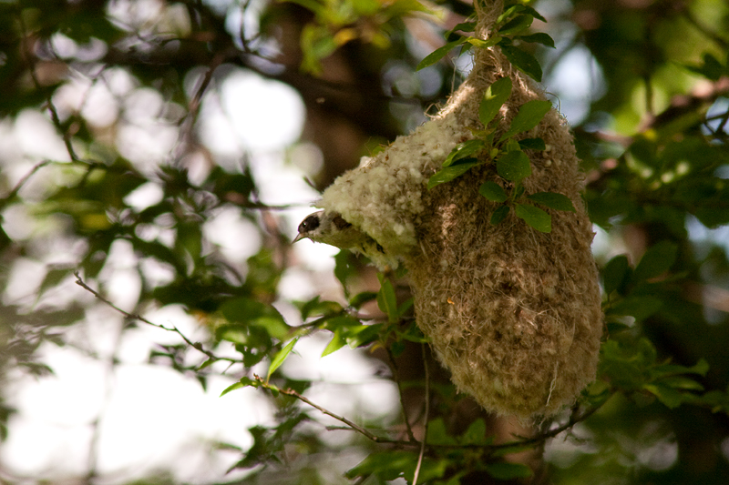 Eurasian Penduline Tit - Pungmes