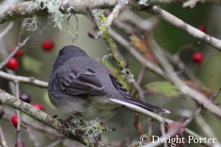 Dark-eyed Junco (slate-colored)