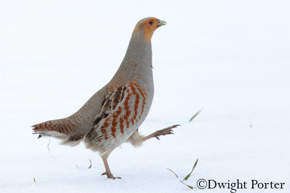 Gray Partridge