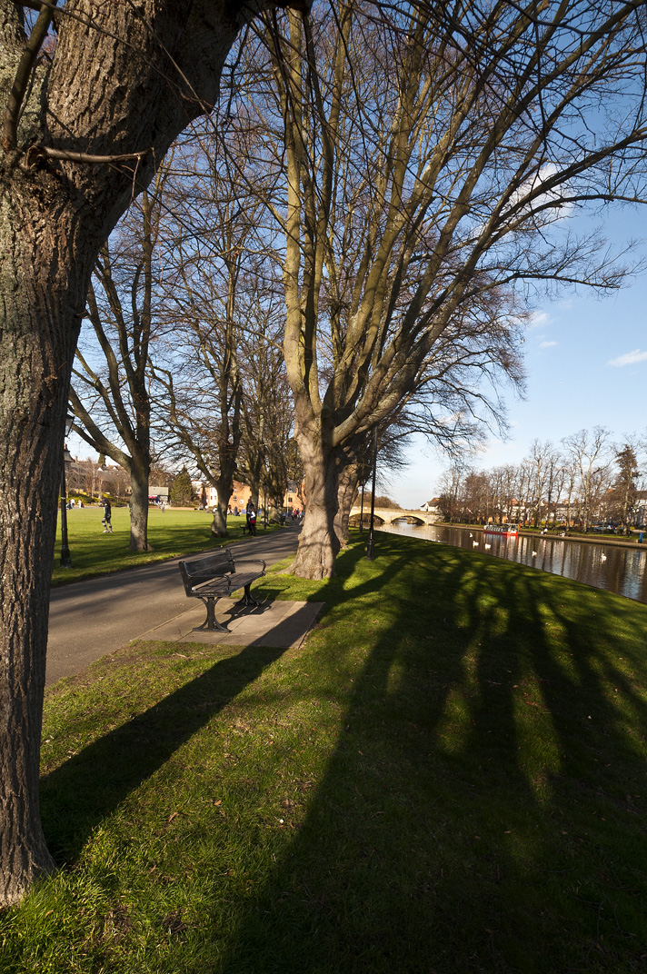 Tree shadows