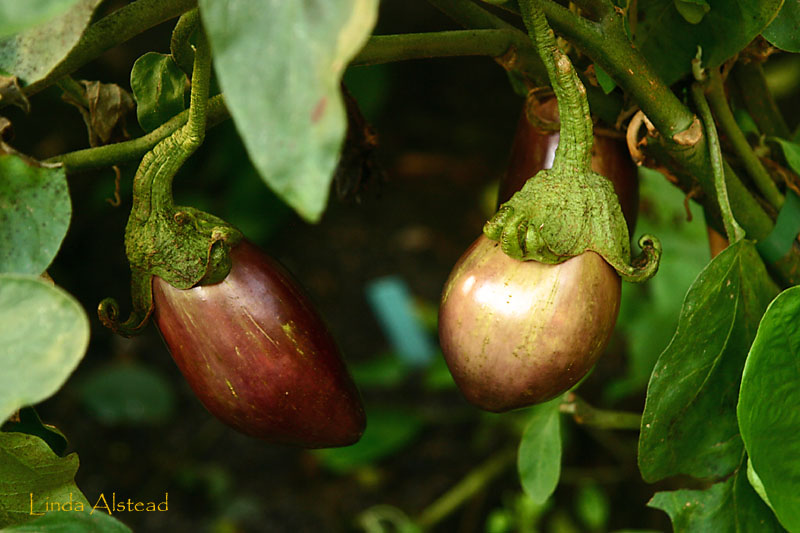 aubergine