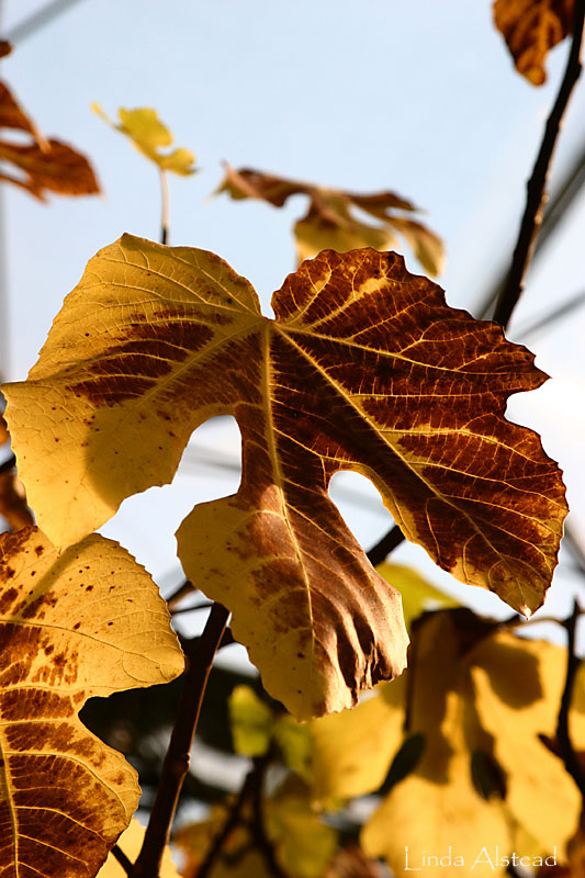 fig
