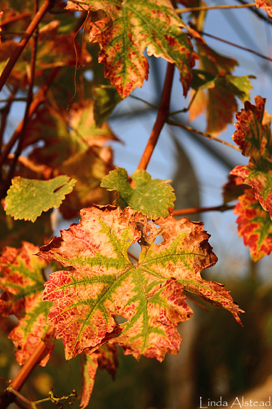 grape vine