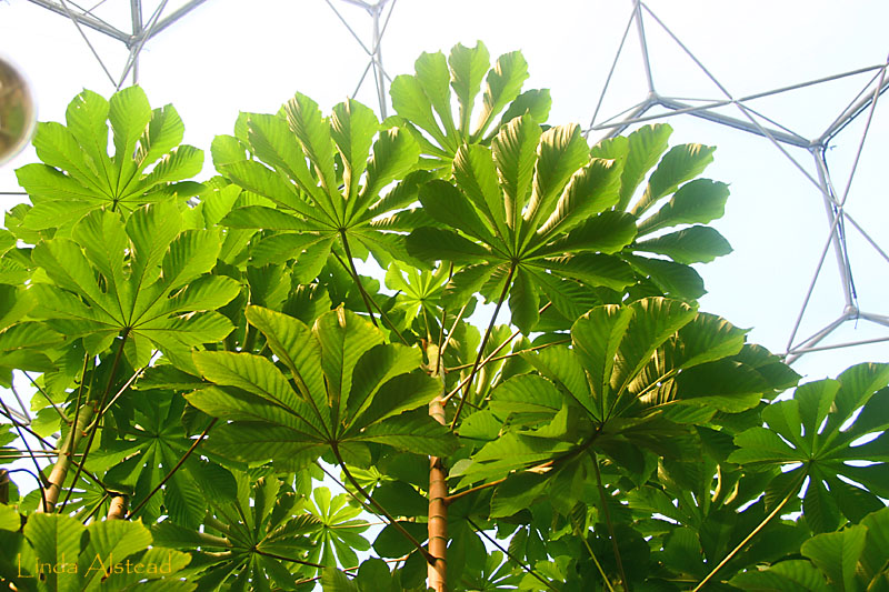 leaves