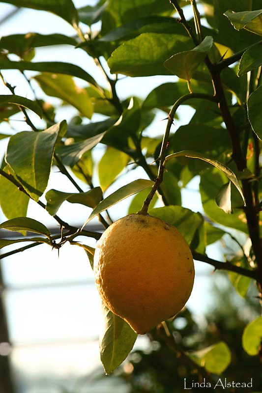 lemon