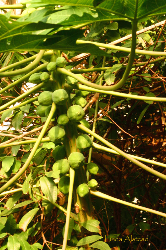 papaya