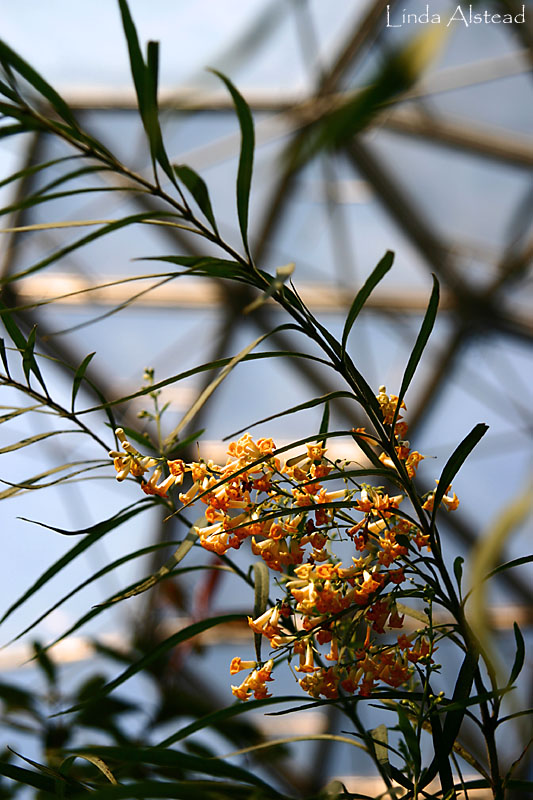 pretty yellow things