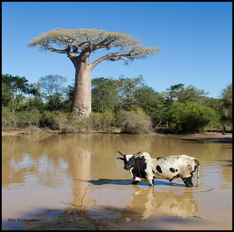 baobob pond w zeeboo.jpg