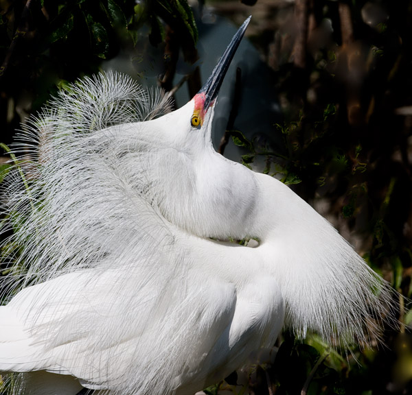 displaying egret .jpg