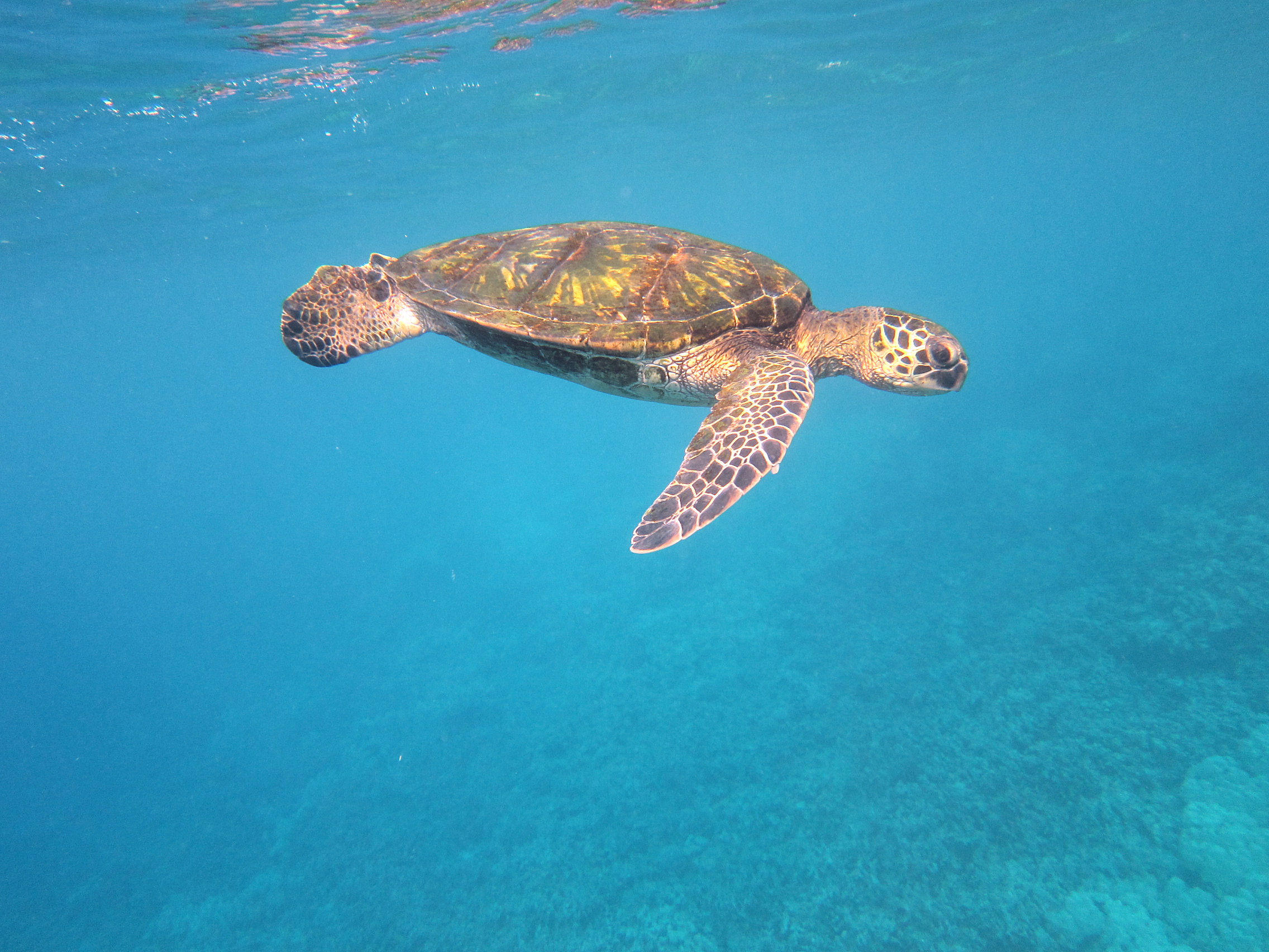 hawaiian green sea turtle