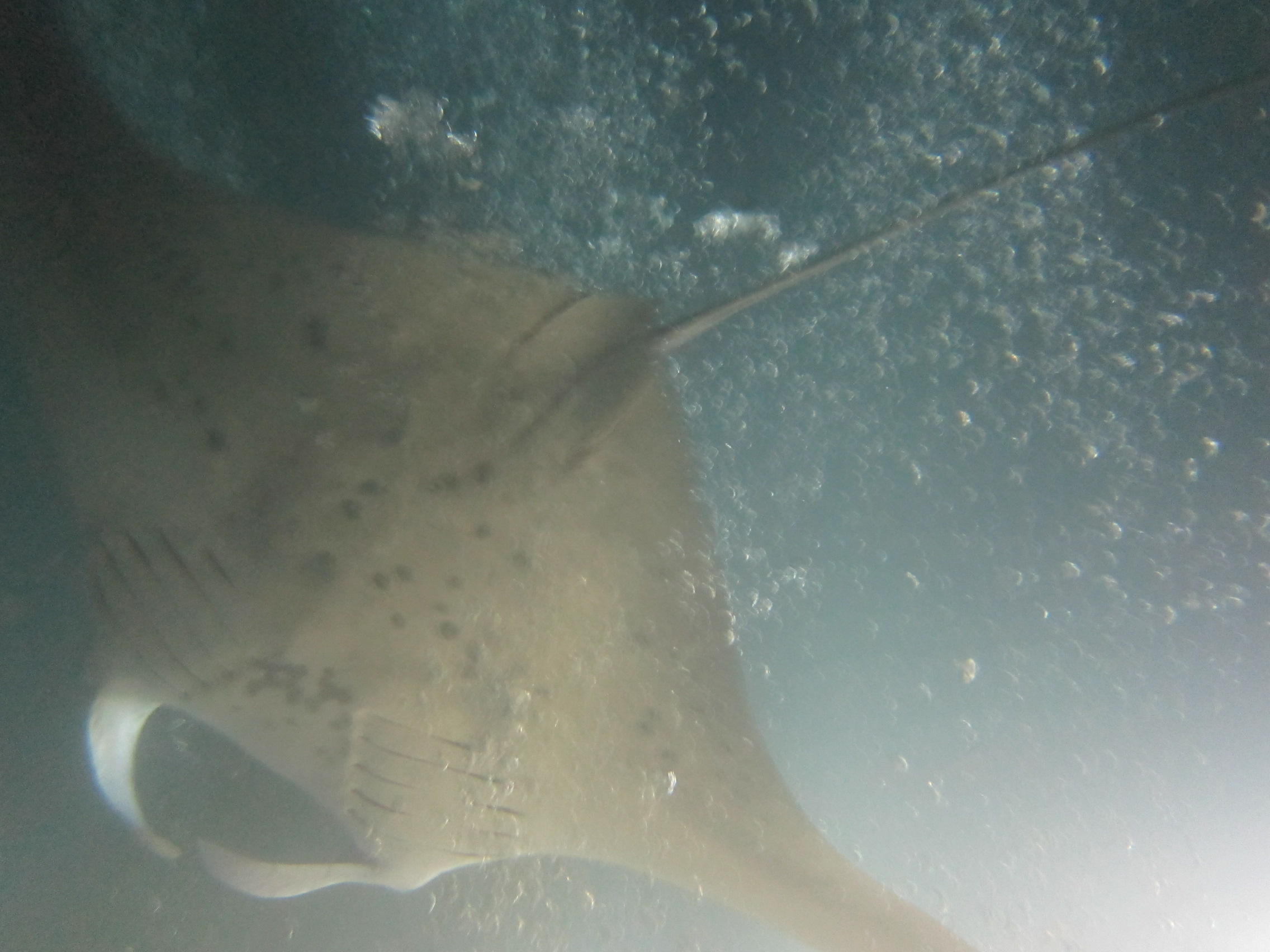 giant manta rays