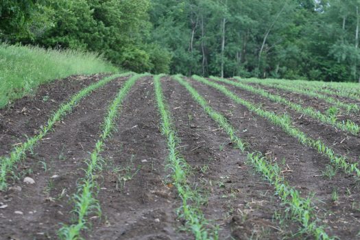 Food Plot - Corn 1