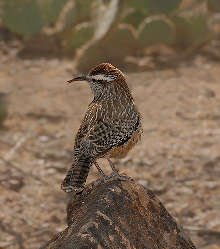 Cactus Wren