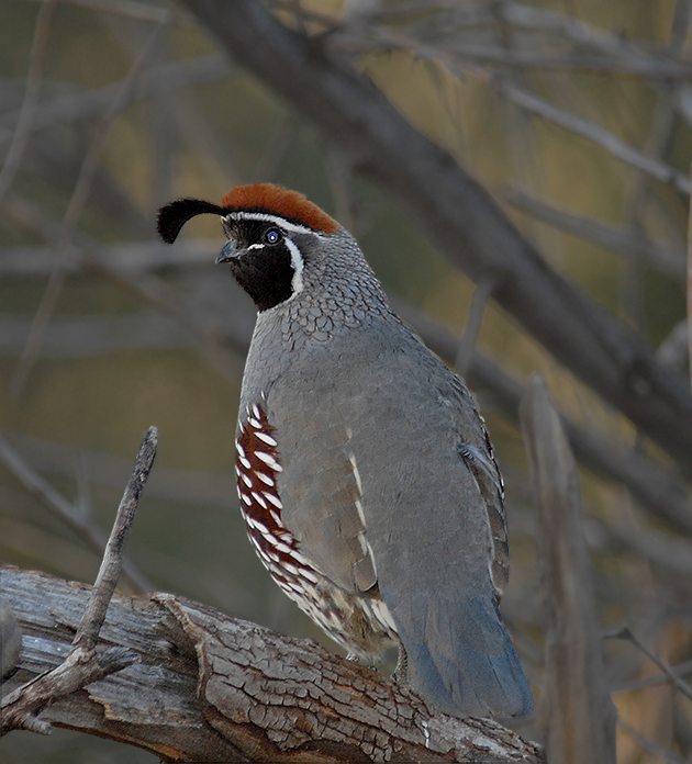 Gambels Quail