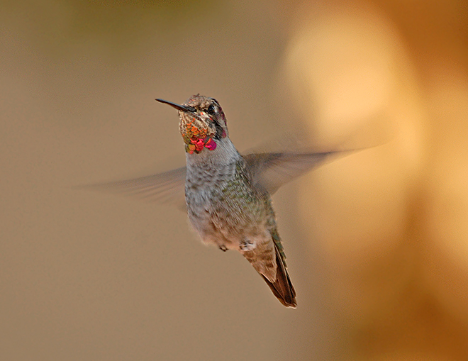 Broad-tailed Hummingbird