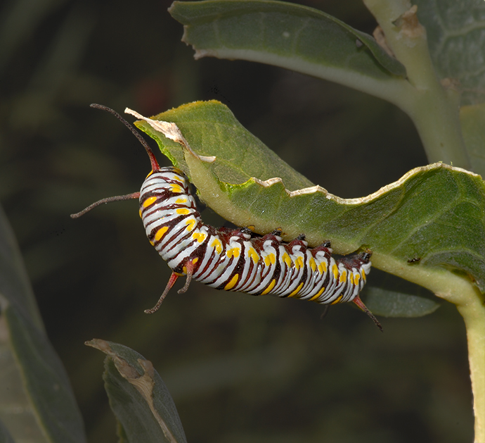 Caterpillar of Queen Butterfly
