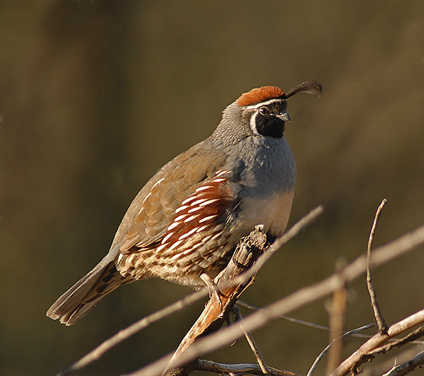 Gambels Quail