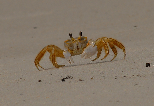 Ghost Crab