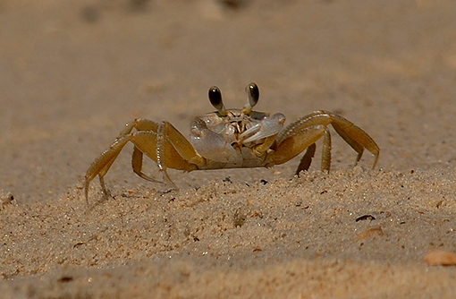 Ghost Crab