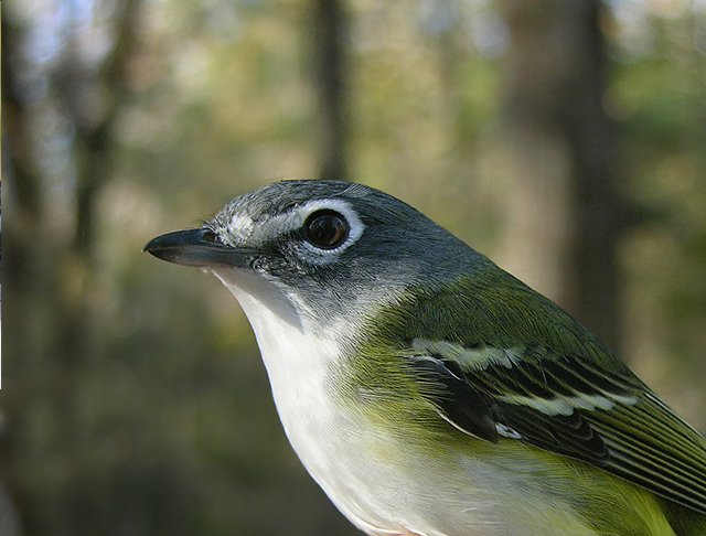 Blue-headed Vireo