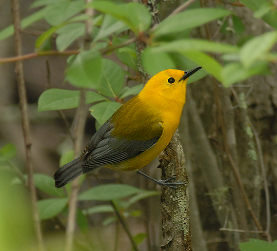 Prothonotary Warbler