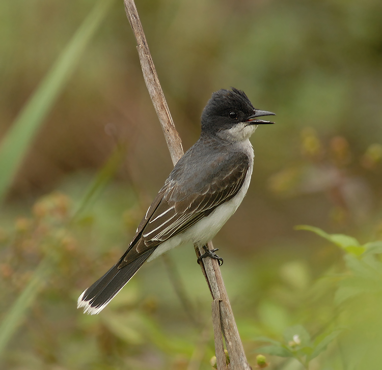 Eastern Kingbird