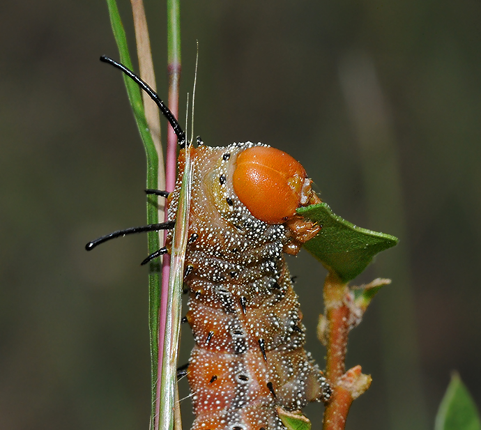 Spiny Oakworm Moth Caterpillar (7716)