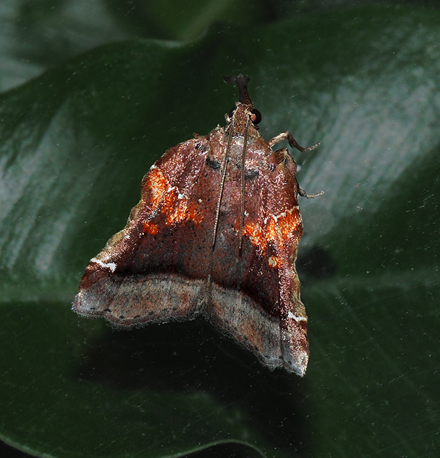 Trumpet Vine Moth (5563)