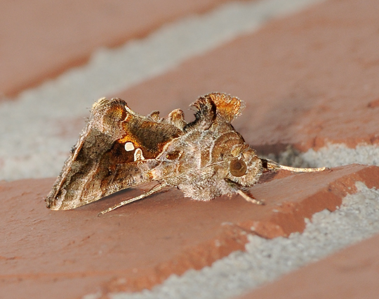 Common Looper Moth (8908)