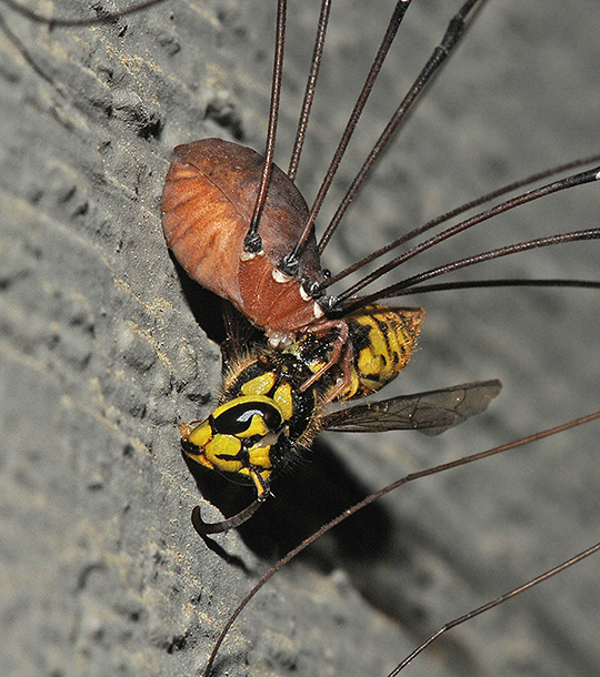 Order Opiliones with Yellowjacket Prey