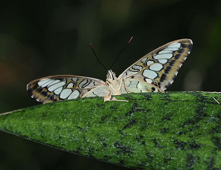 Malaysian Blue Clipper