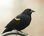  Red-winged Blackbird Video 