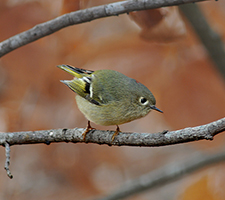 Ruby-crowned Kinglet Video