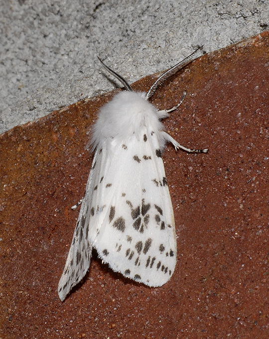 Fall Webworm Moth (8140)