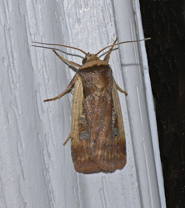 Flame-shouldered Dart Moth (10891)