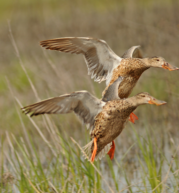 Females