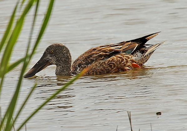 Non-breeding Male