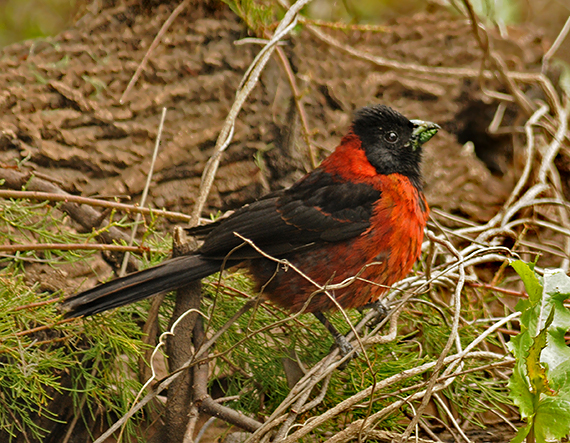 Crimson-collared Grosbeak