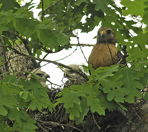 Eastern Adult with chicks