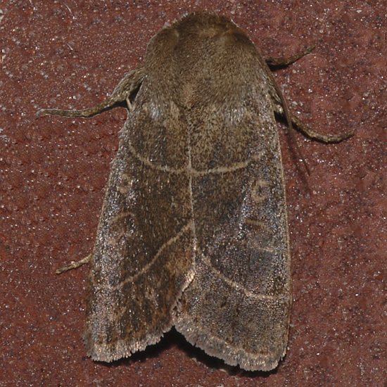 Sheathed Quaker (10567)