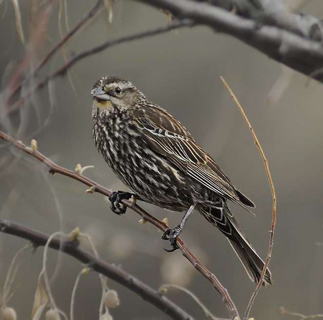 Red-winged Blackbird (Female)