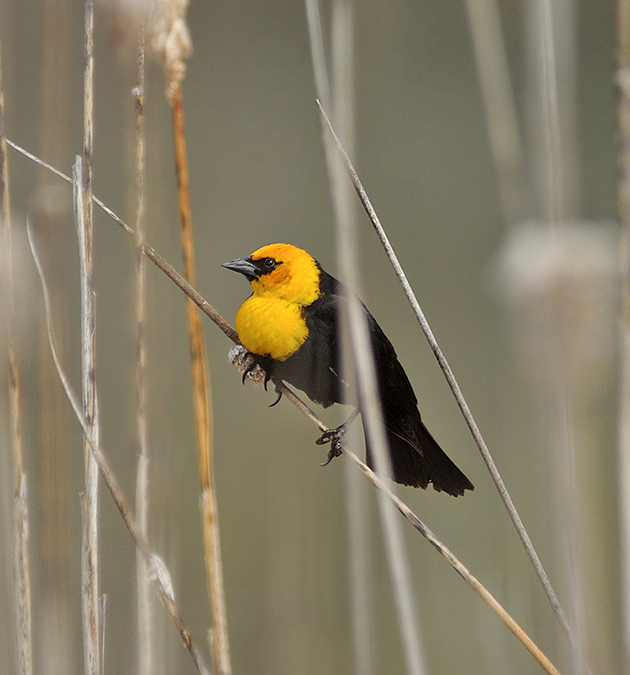 Yellow-headed Blackbird