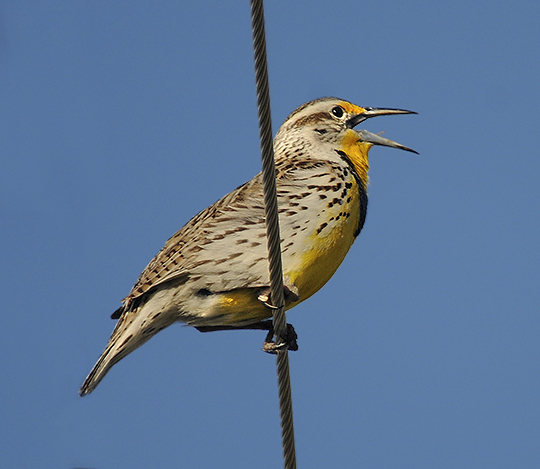 Western Meadowlark