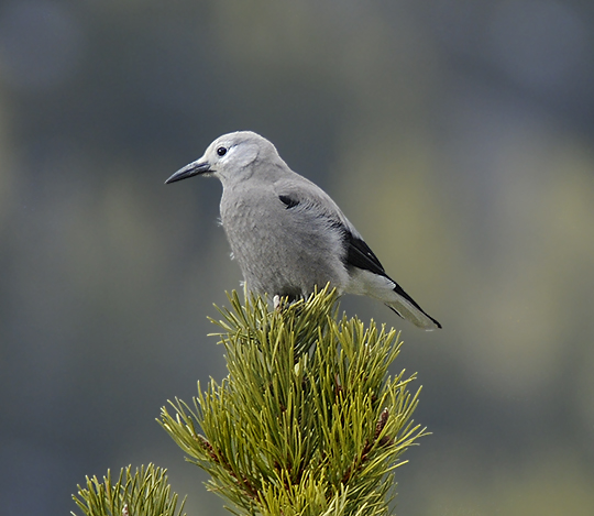 Clarks Nutcracker