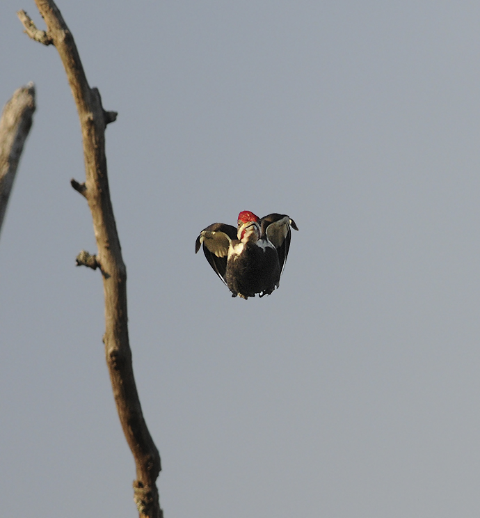 Adult Male in Flight