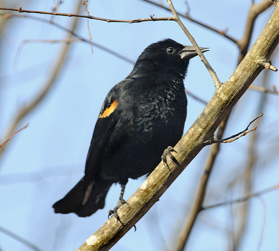 Male