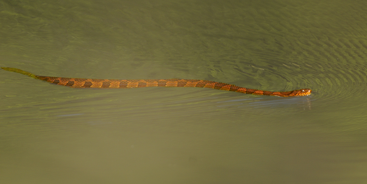 Midland Water Snake
